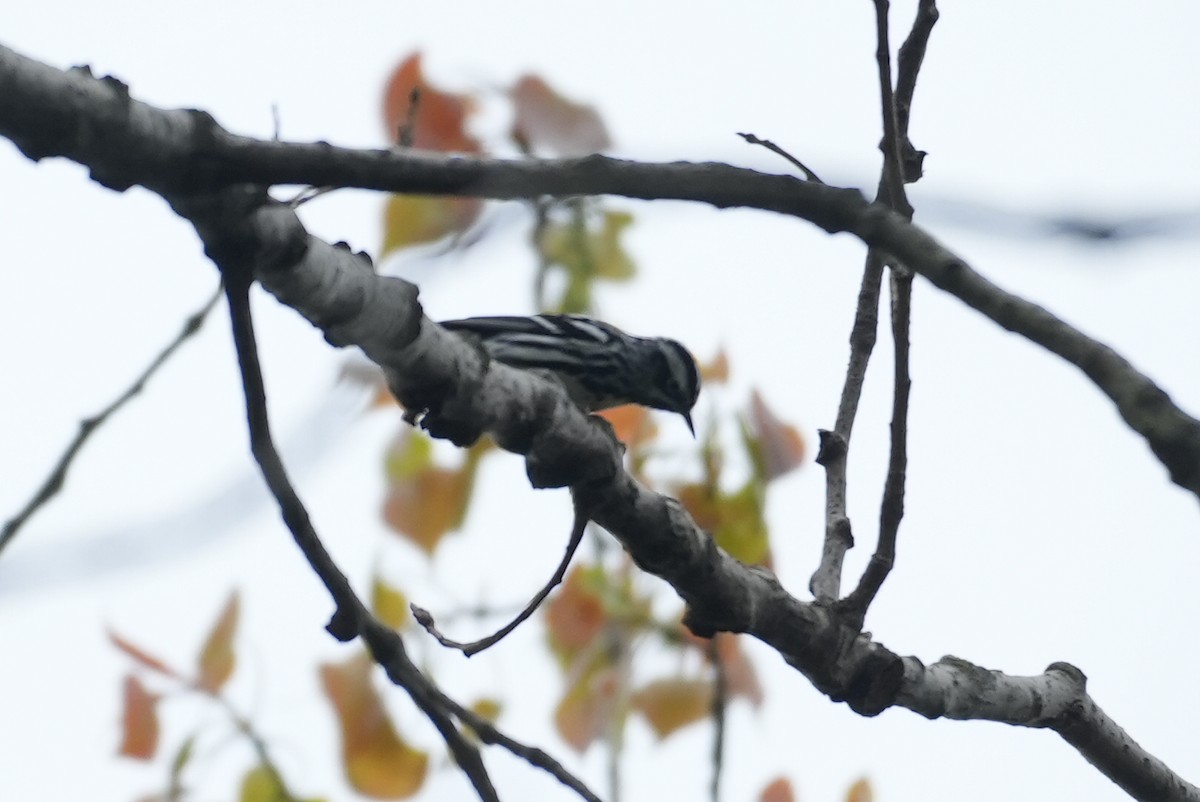 Black-and-white Warbler - Dwayne Murphy