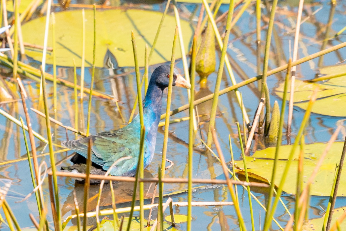 Purple Gallinule - ML618034657