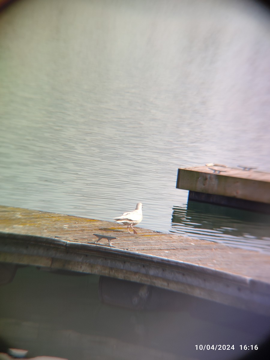 Iceland Gull - ML618034667