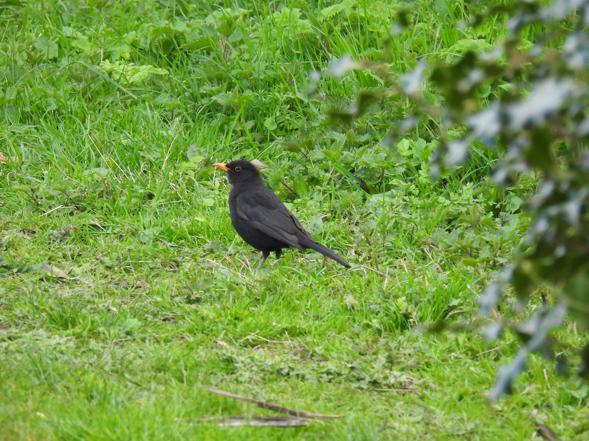 Eurasian Blackbird - Mike Coulson