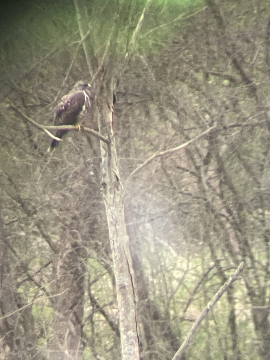 Swainson's Hawk - ML618034693