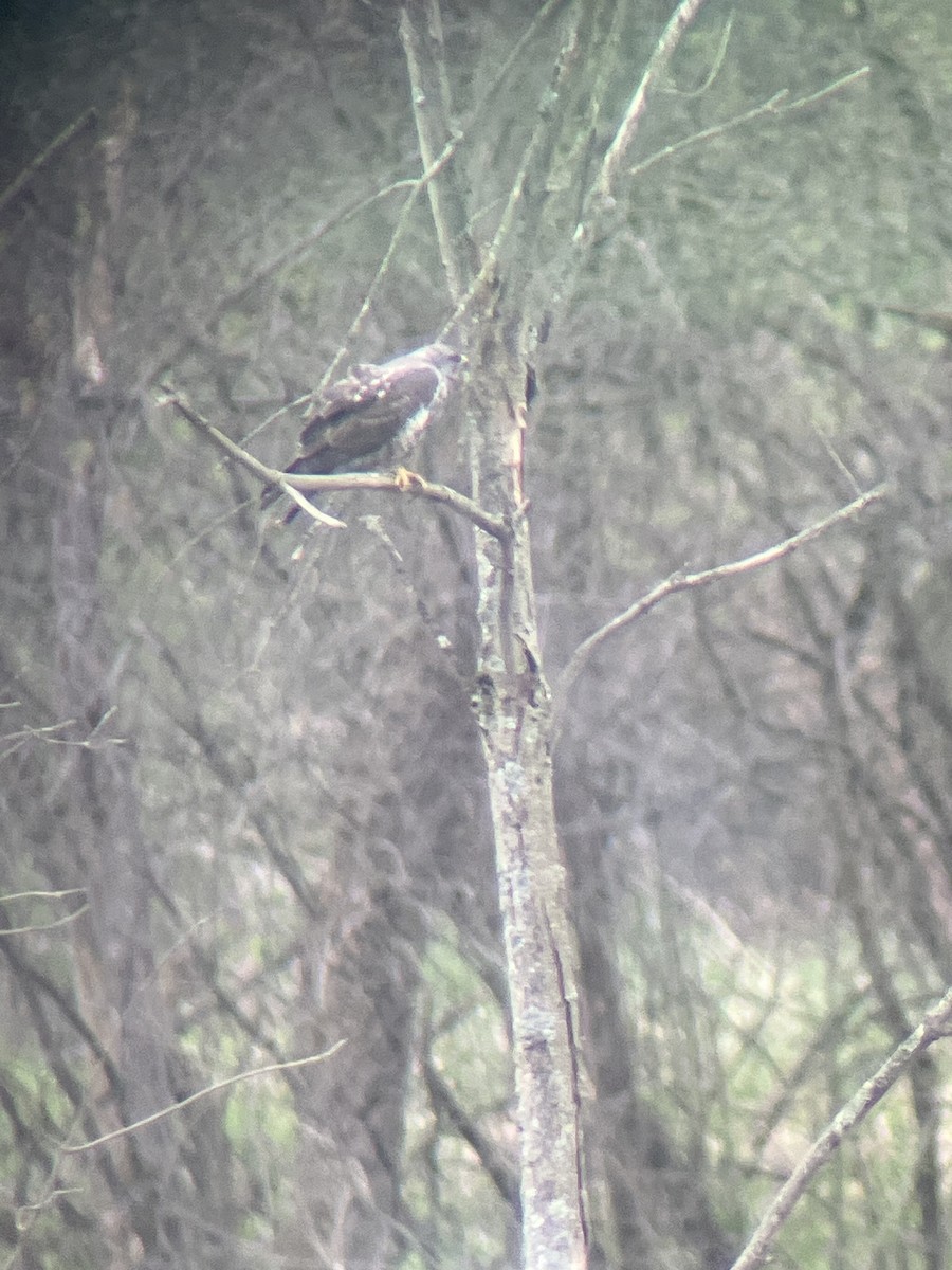 Swainson's Hawk - M Kelly