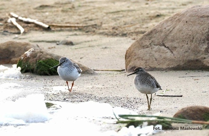 Terek Sandpiper - Sławomir Niedźwiecki