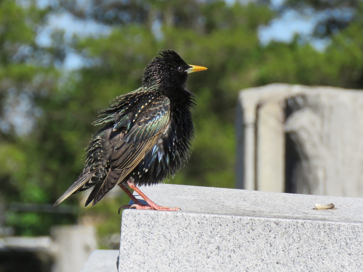 European Starling - ML618034774