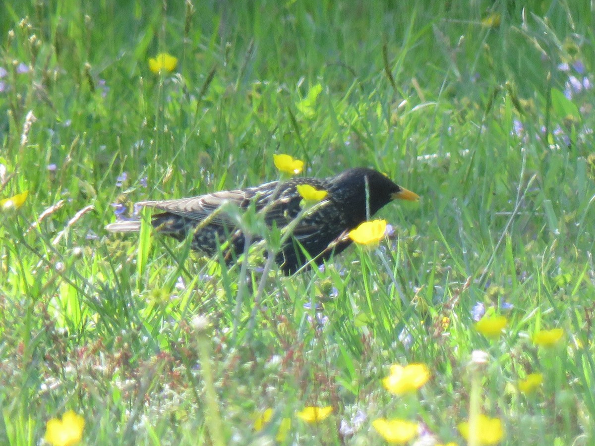 European Starling - ML618034775