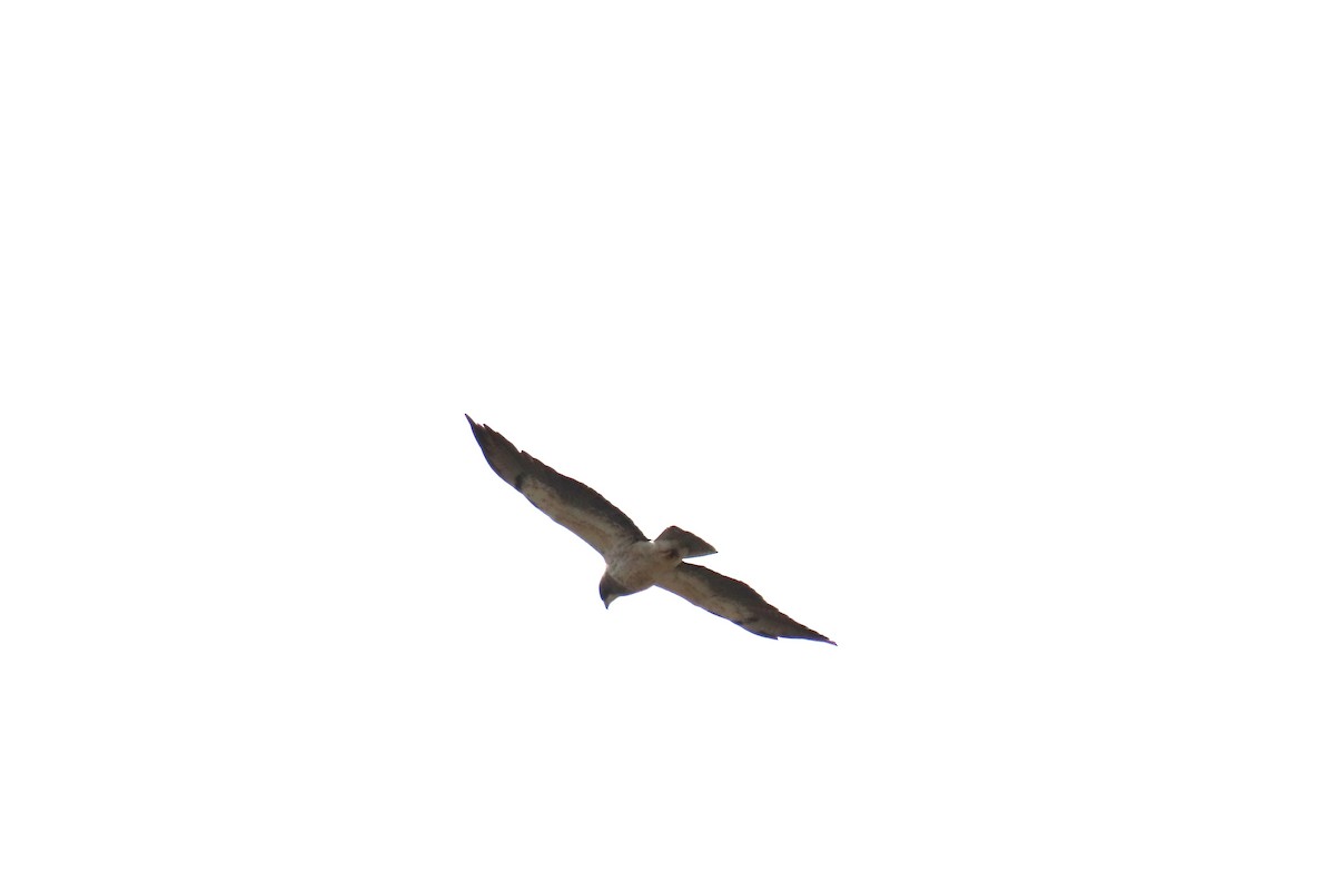 Swainson's Hawk - ML618034779