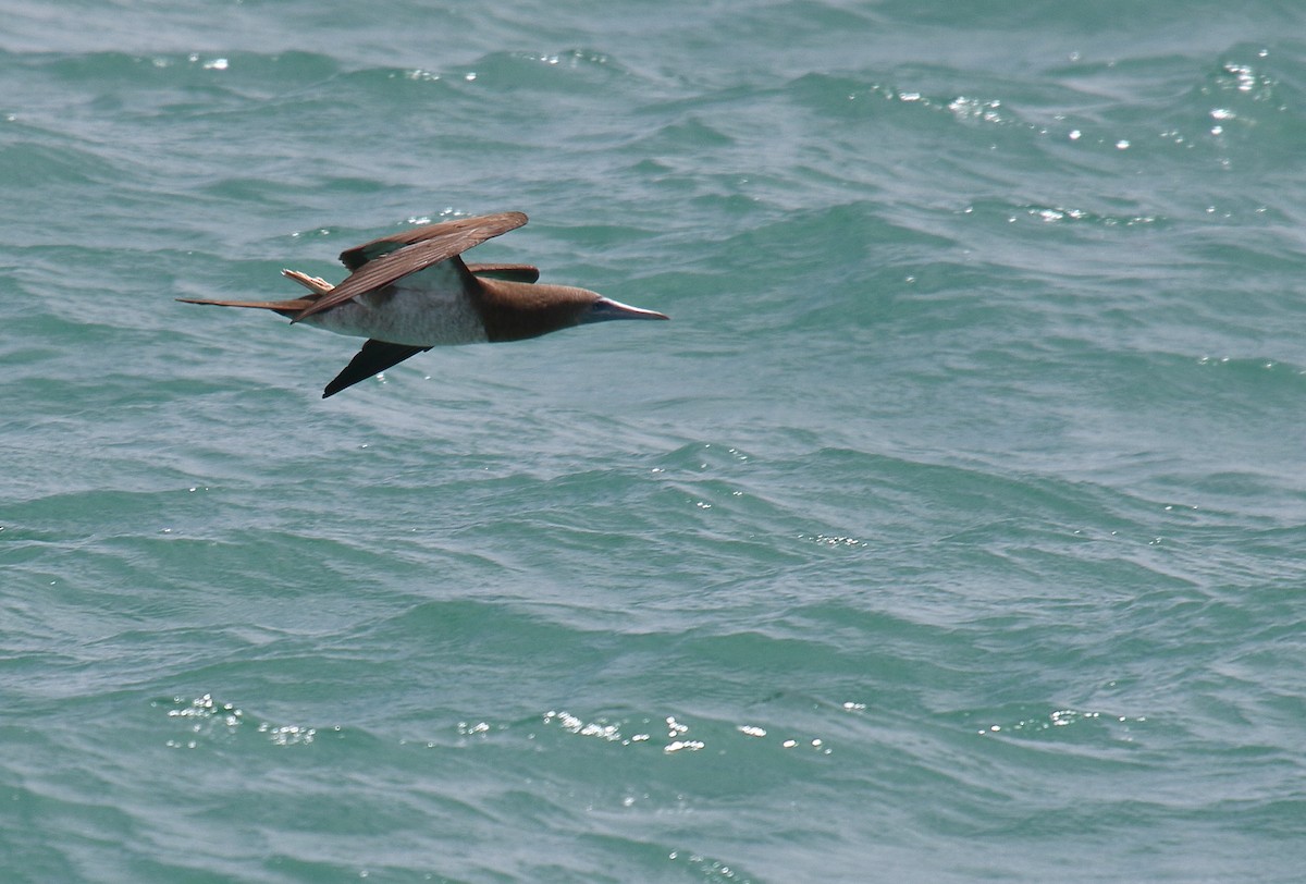 Brown Booby - Greg Gillson