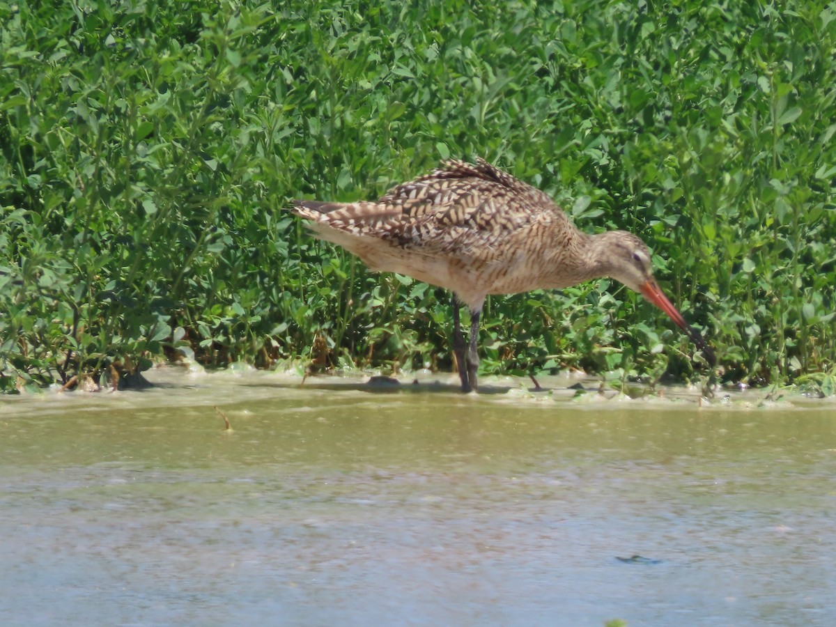 Marbled Godwit - Anne (Webster) Leight