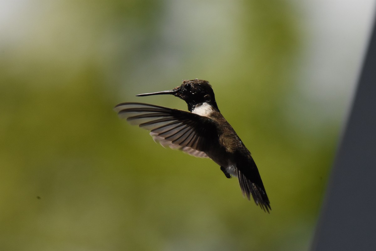 Black-chinned Hummingbird - ML618034806