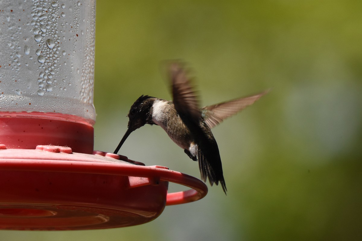 Black-chinned Hummingbird - ML618034807
