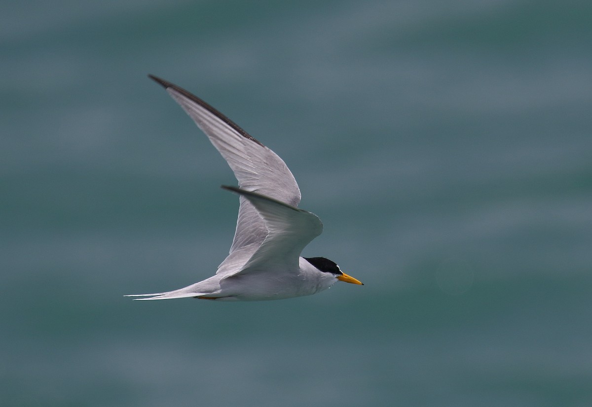 Least Tern - Greg Gillson