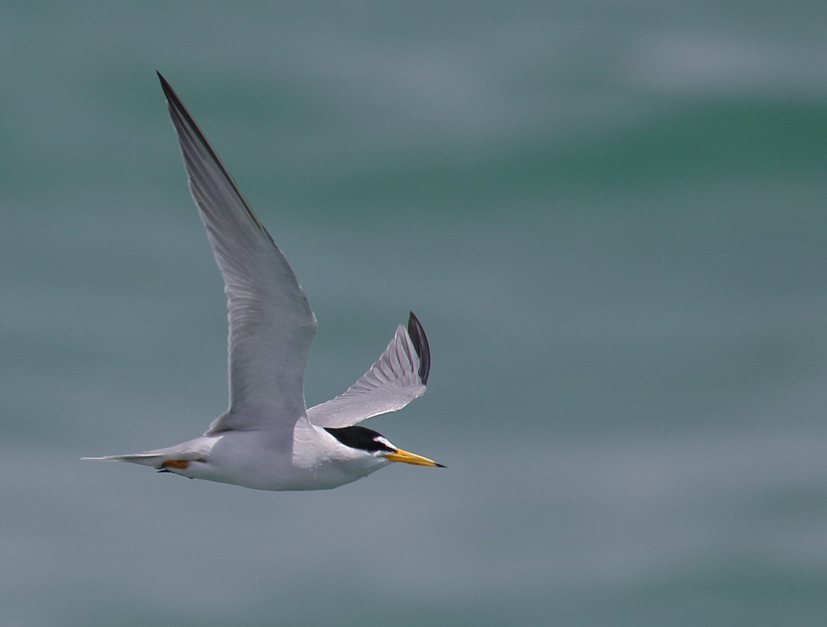 Least Tern - ML618034814