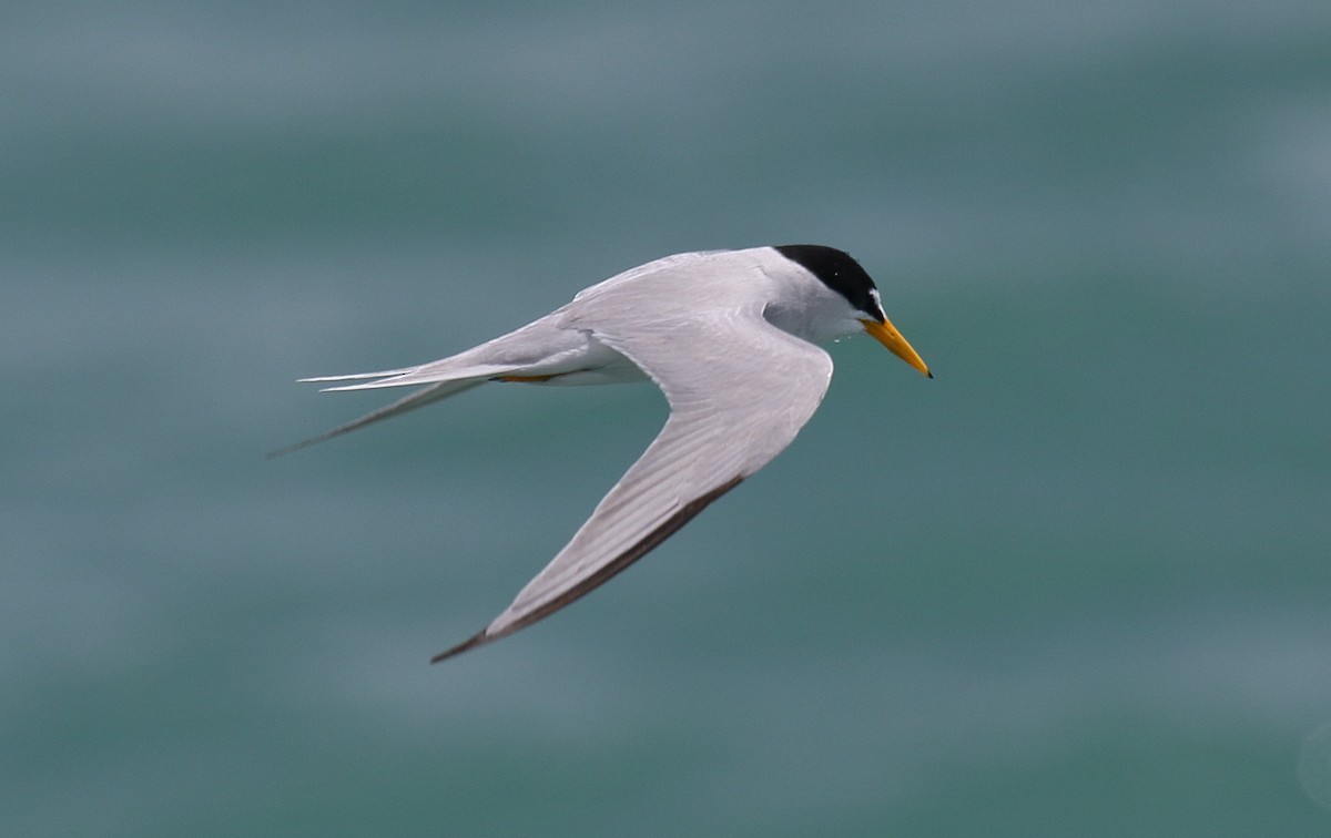 Least Tern - Greg Gillson