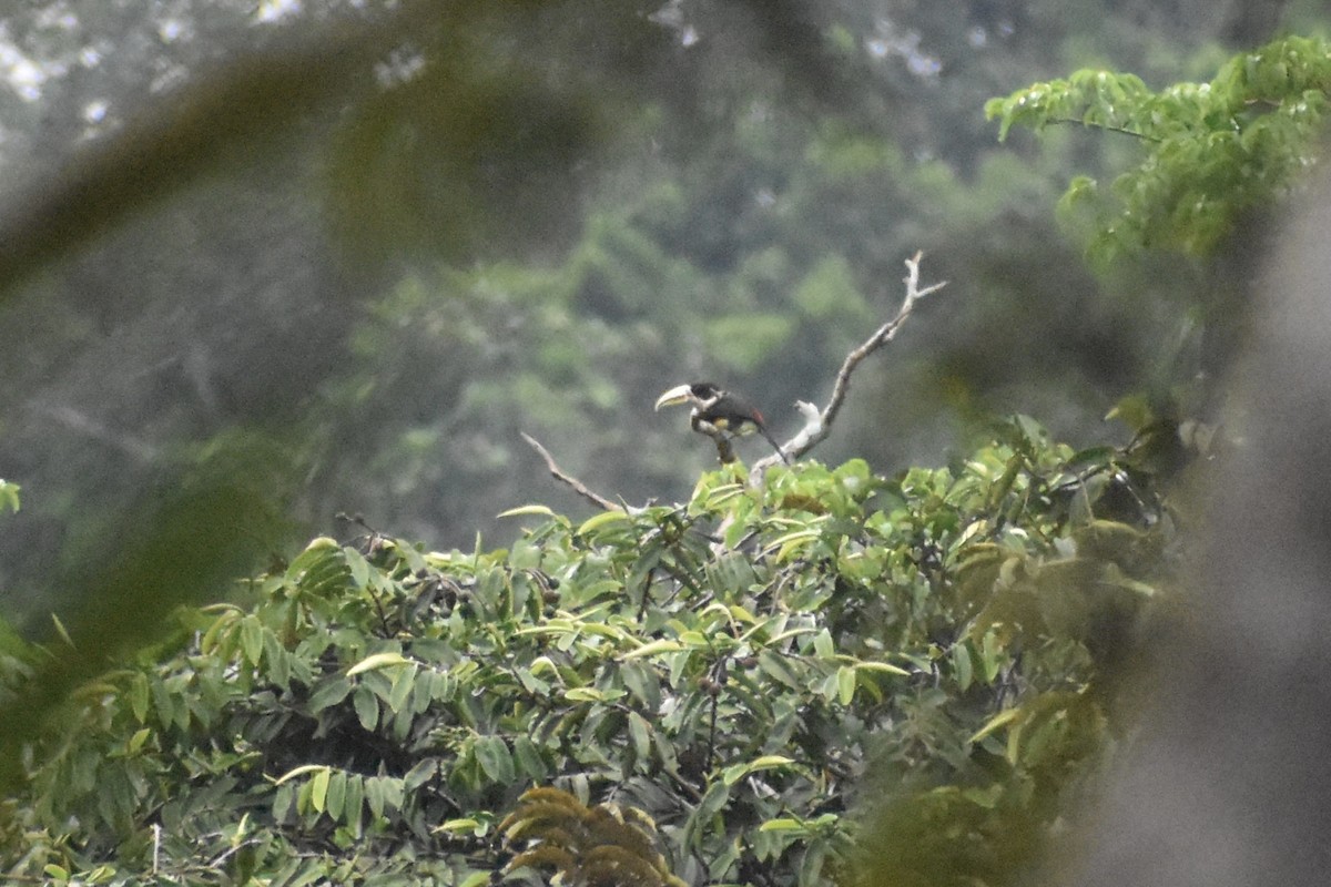 arassari bledozobý (ssp. flavirostris) - ML618034839