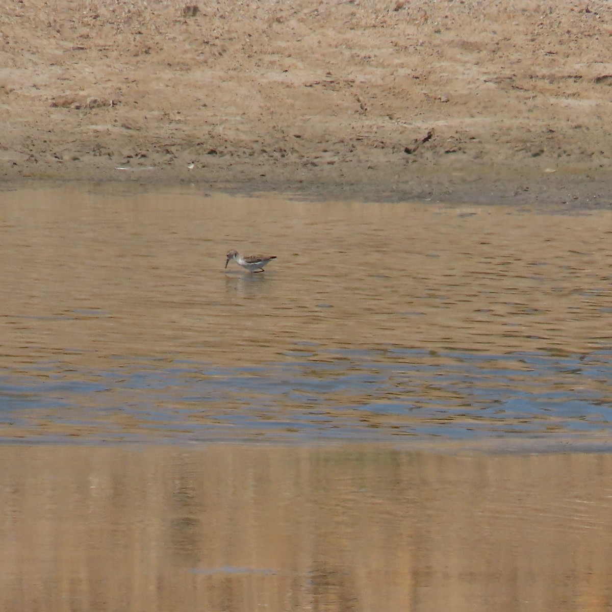 Western Sandpiper - ML618034843