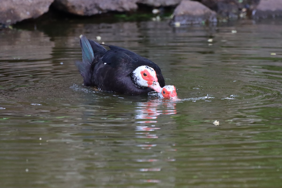 Muscovy Duck (Domestic type) - Angel Curbelo