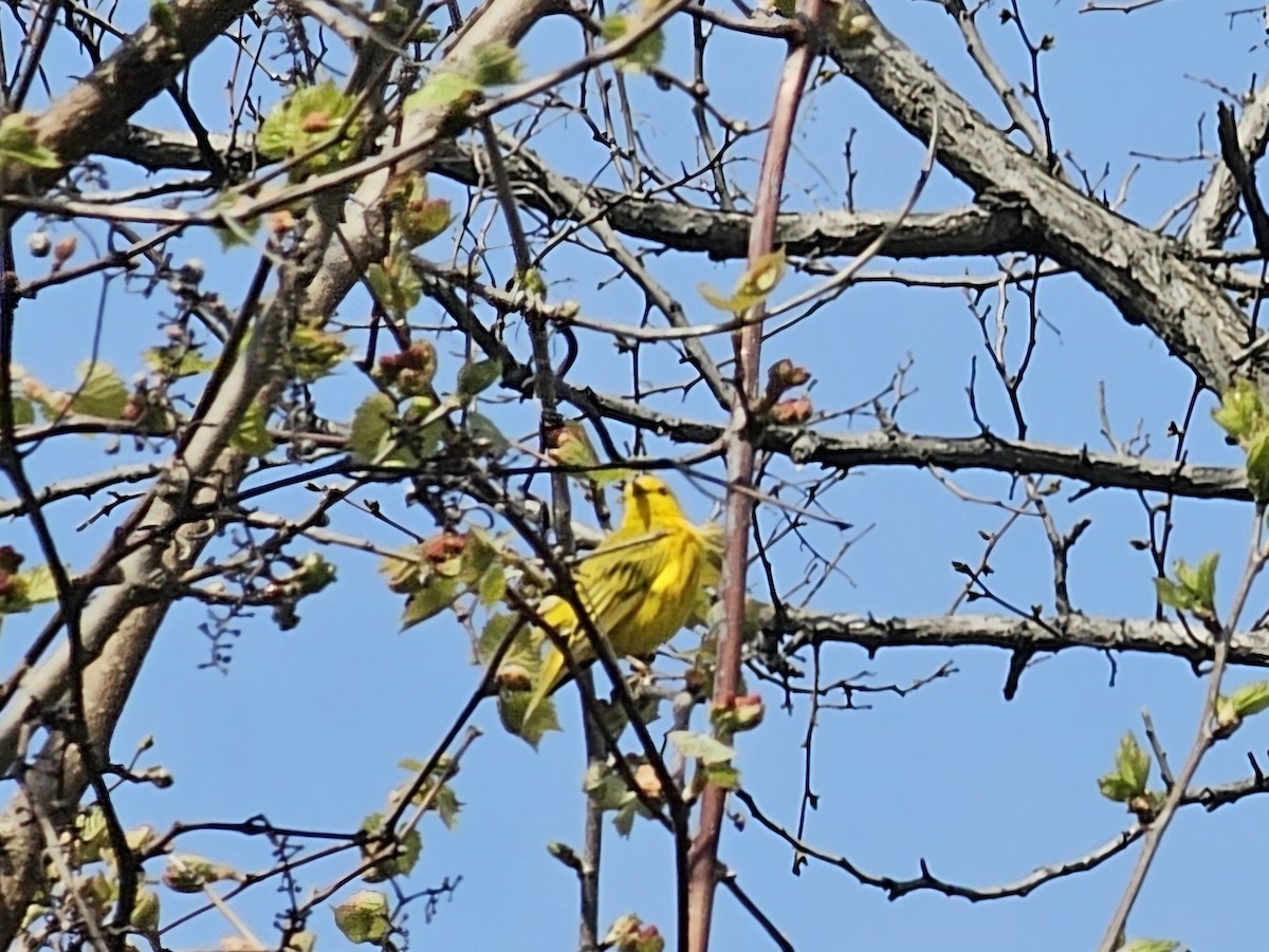 Yellow Warbler - Dwayne Murphy