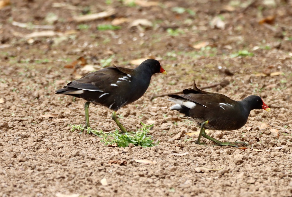 Eurasian Moorhen - Angel Curbelo