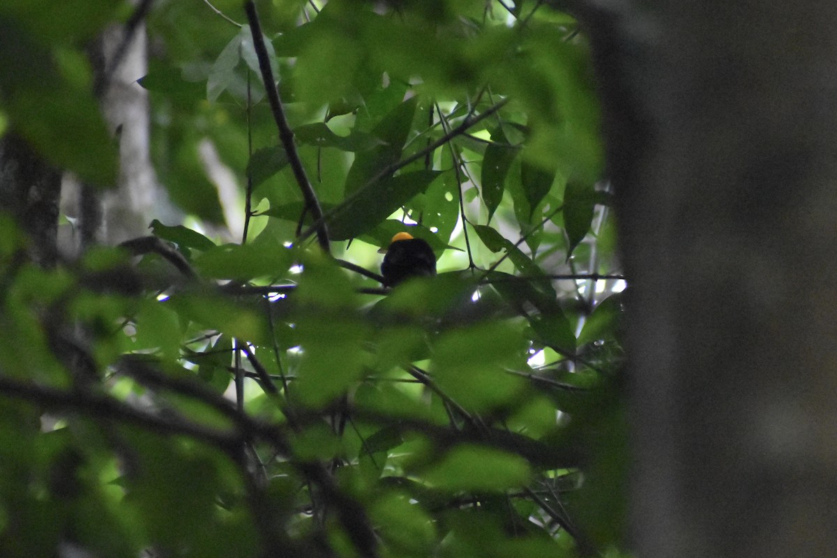 Golden-headed Manakin - Dennis Anderson