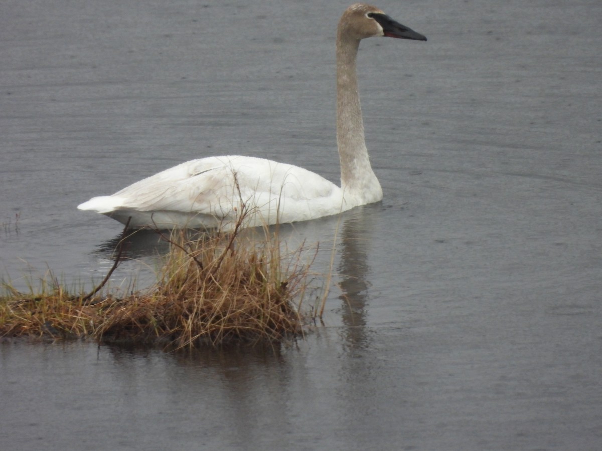 Trumpeter Swan - Belinda  Gallagher