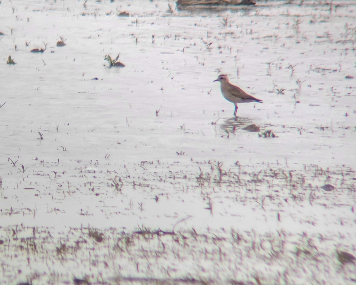 American Golden-Plover - ML618034880