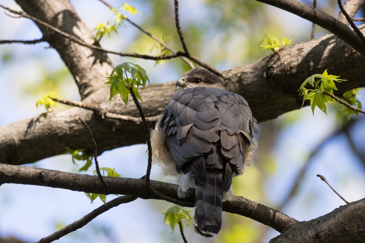 Cooper's Hawk - Alex Tey