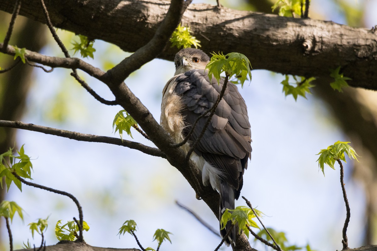 Cooper's Hawk - ML618034917