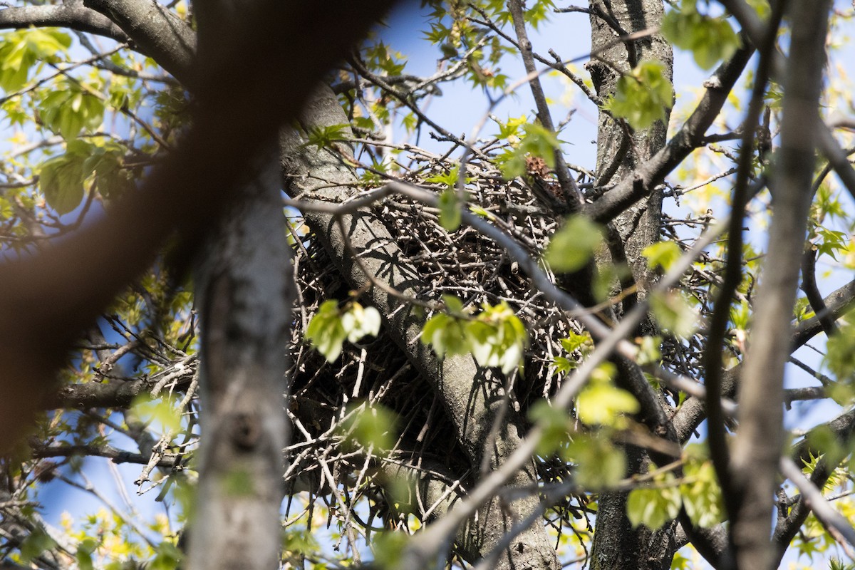 Cooper's Hawk - ML618034918