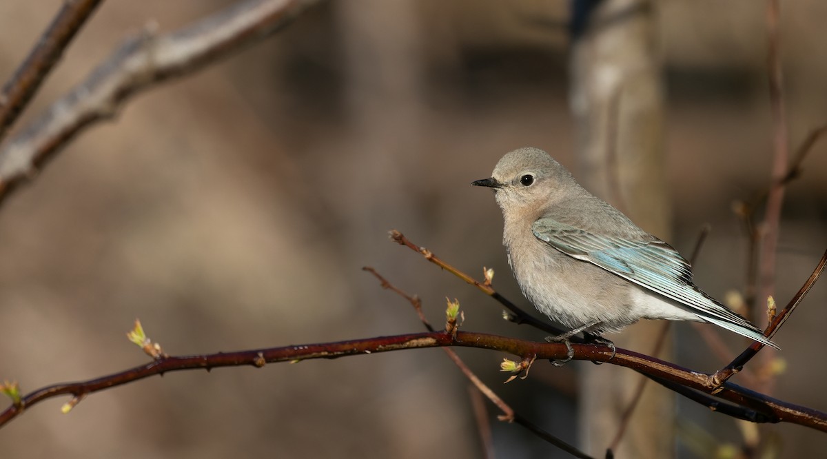 Mountain Bluebird - ML618034924