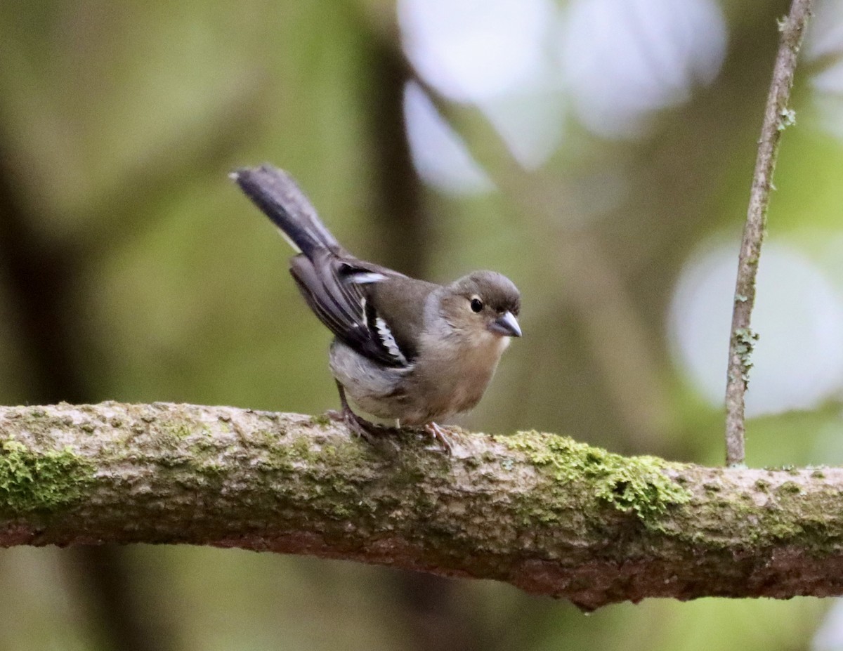 Canary Islands Chaffinch (La Palma) - Angel Curbelo