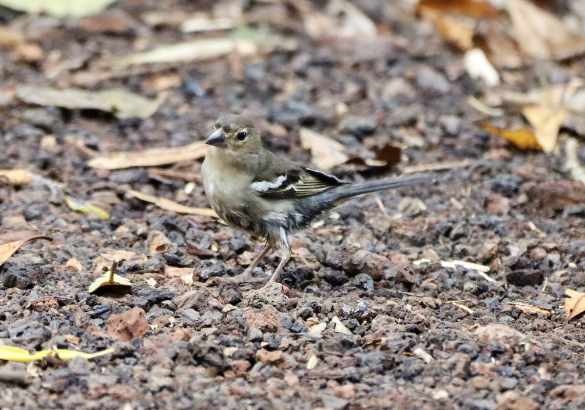 Canary Islands Chaffinch (La Palma) - Angel Curbelo