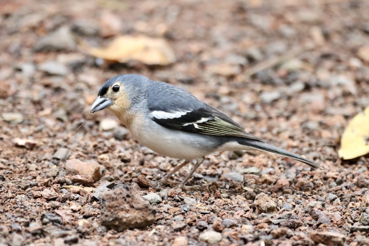 Pinzón de Canarias (La Palma) - ML618034932