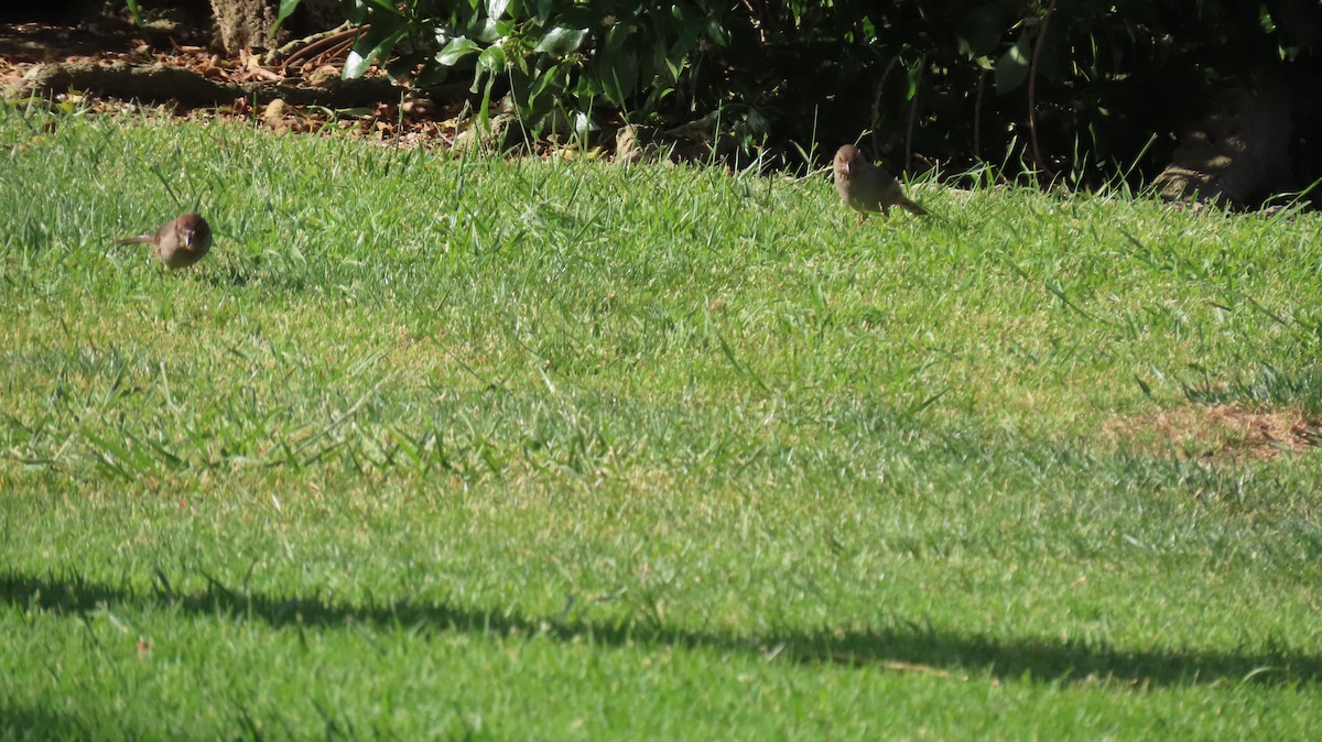 California Towhee - Brian Nothhelfer