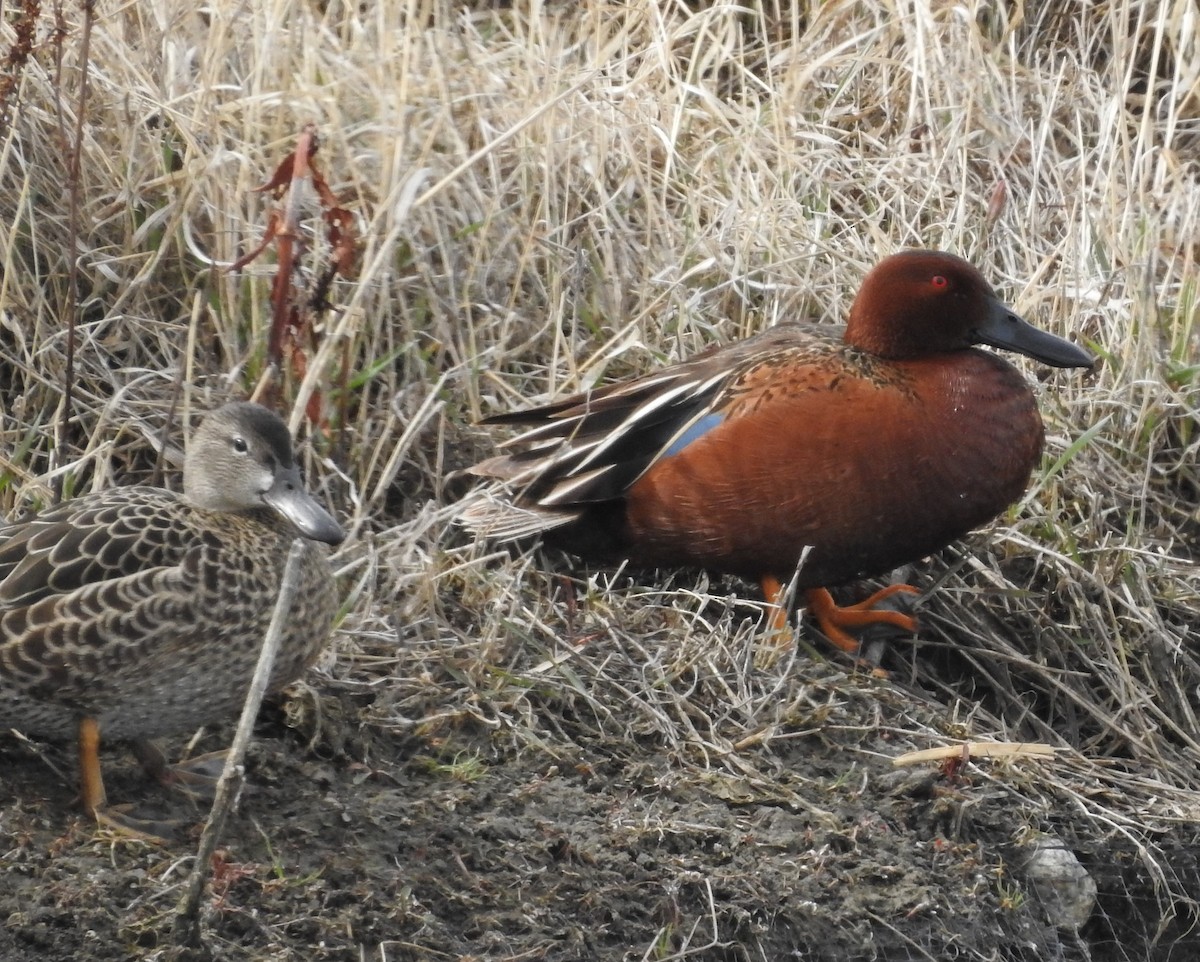 Cinnamon Teal - ML618034977