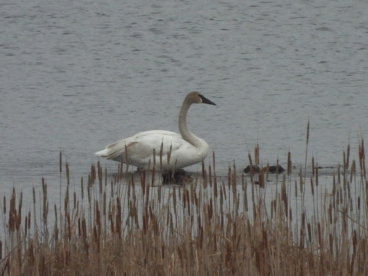 Trumpeter Swan - Belinda  Gallagher