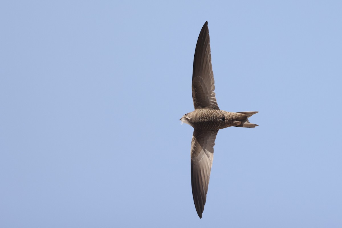 Pallid Swift - ML618035010