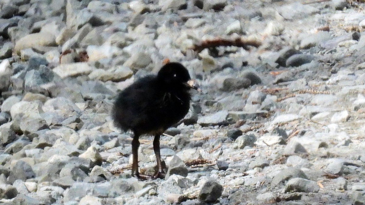 Virginia Rail - Leah Alcyon