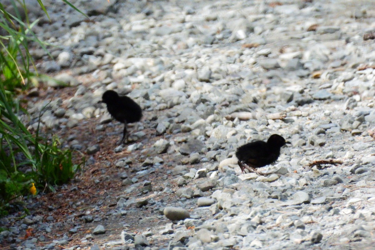 Virginia Rail - ML618035018