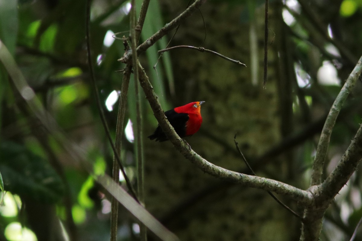 Crimson-hooded Manakin - Richard Dunn