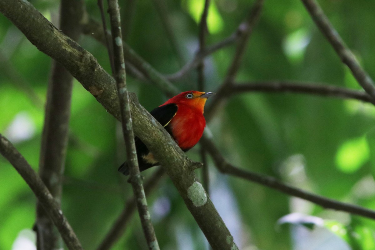 Crimson-hooded Manakin - ML618035046