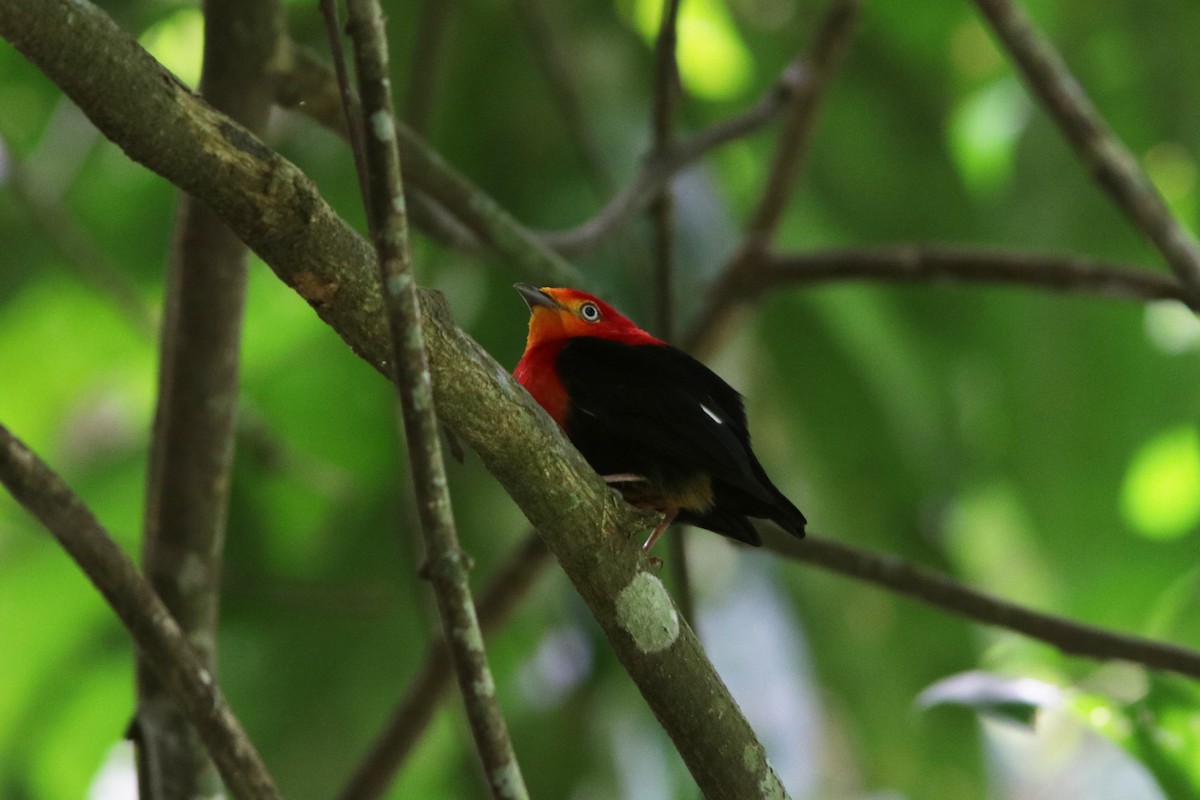 Crimson-hooded Manakin - ML618035047