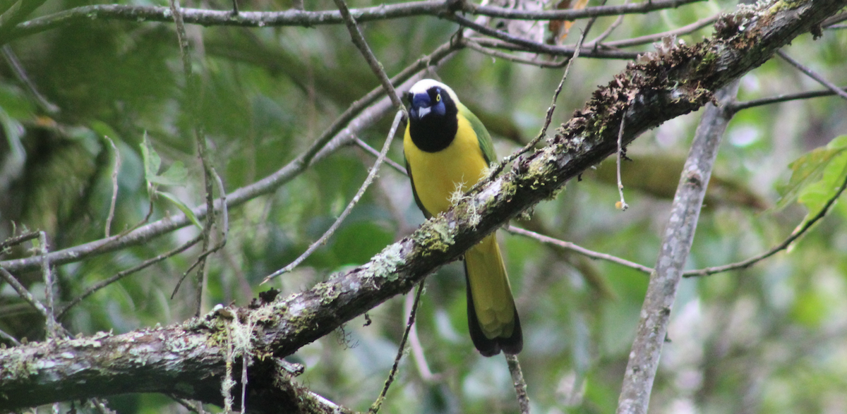 Green Jay - ML618035057