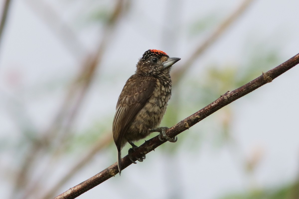 Arrowhead Piculet - ML618035088