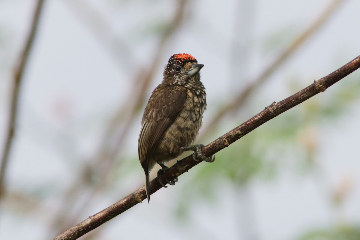 Arrowhead Piculet - ML618035089