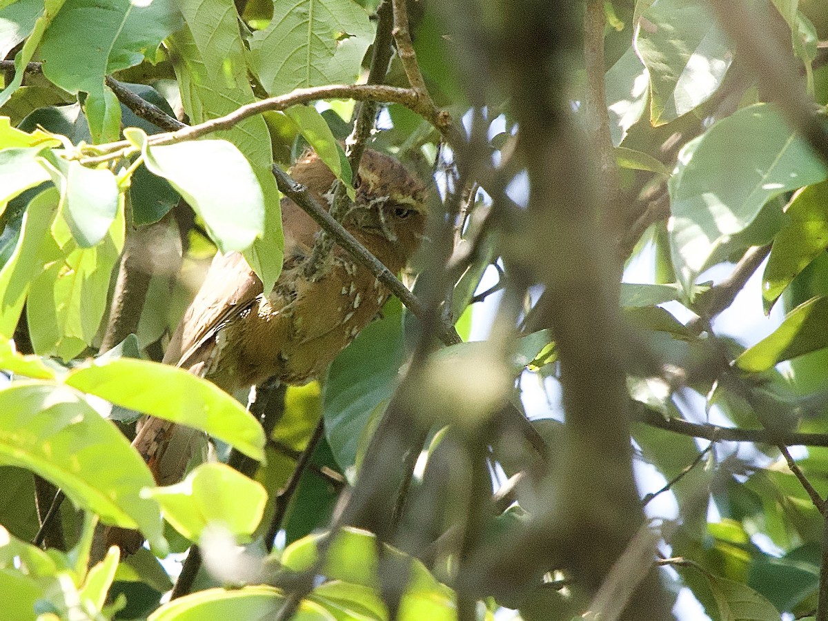 Hodgson's Frogmouth - ML618035133