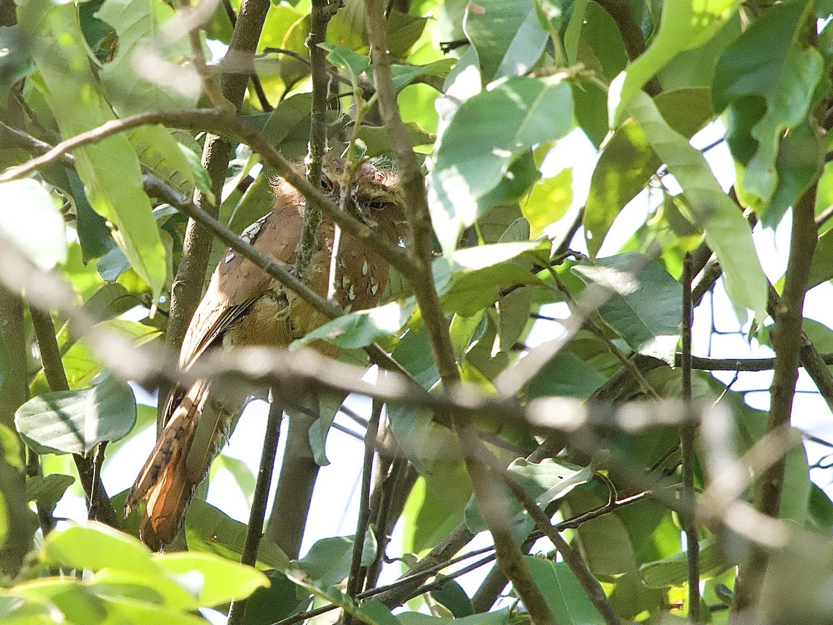 Hodgson's Frogmouth - ML618035134