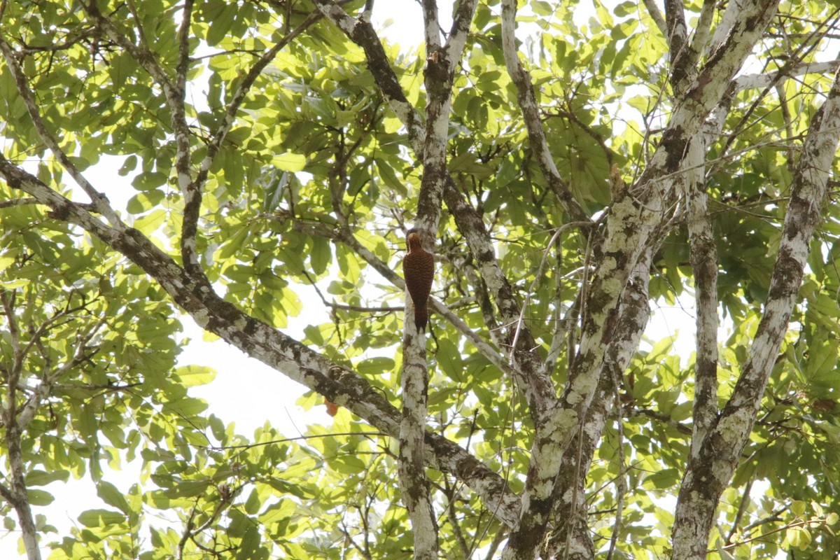 Waved Woodpecker (Waved) - ML618035164