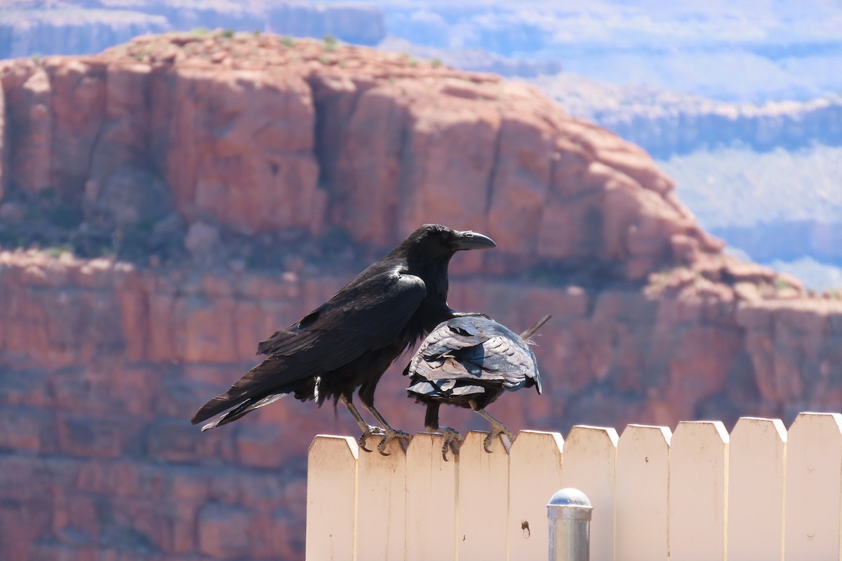 Common Raven - Santos Rodriguez