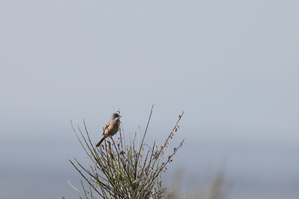 Spectacled Warbler - ML618035240