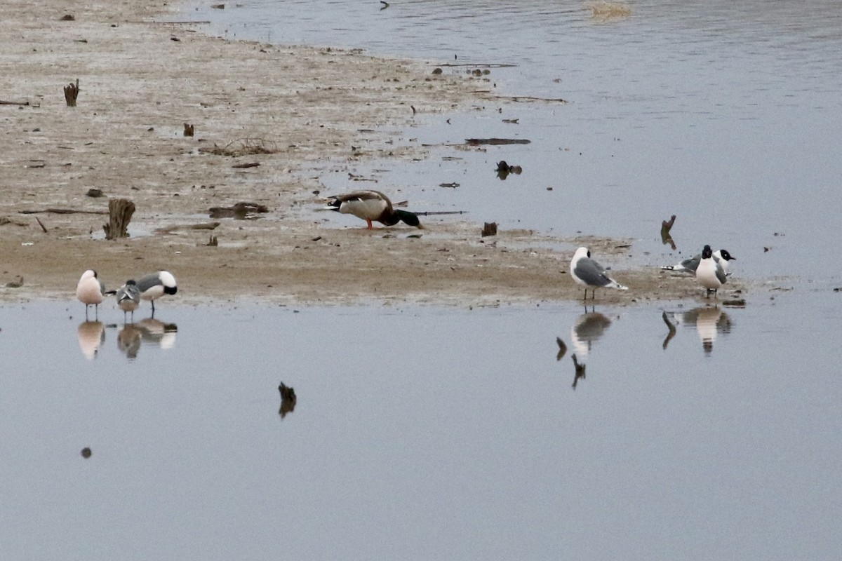 Franklin's Gull - Carol Ortenzio